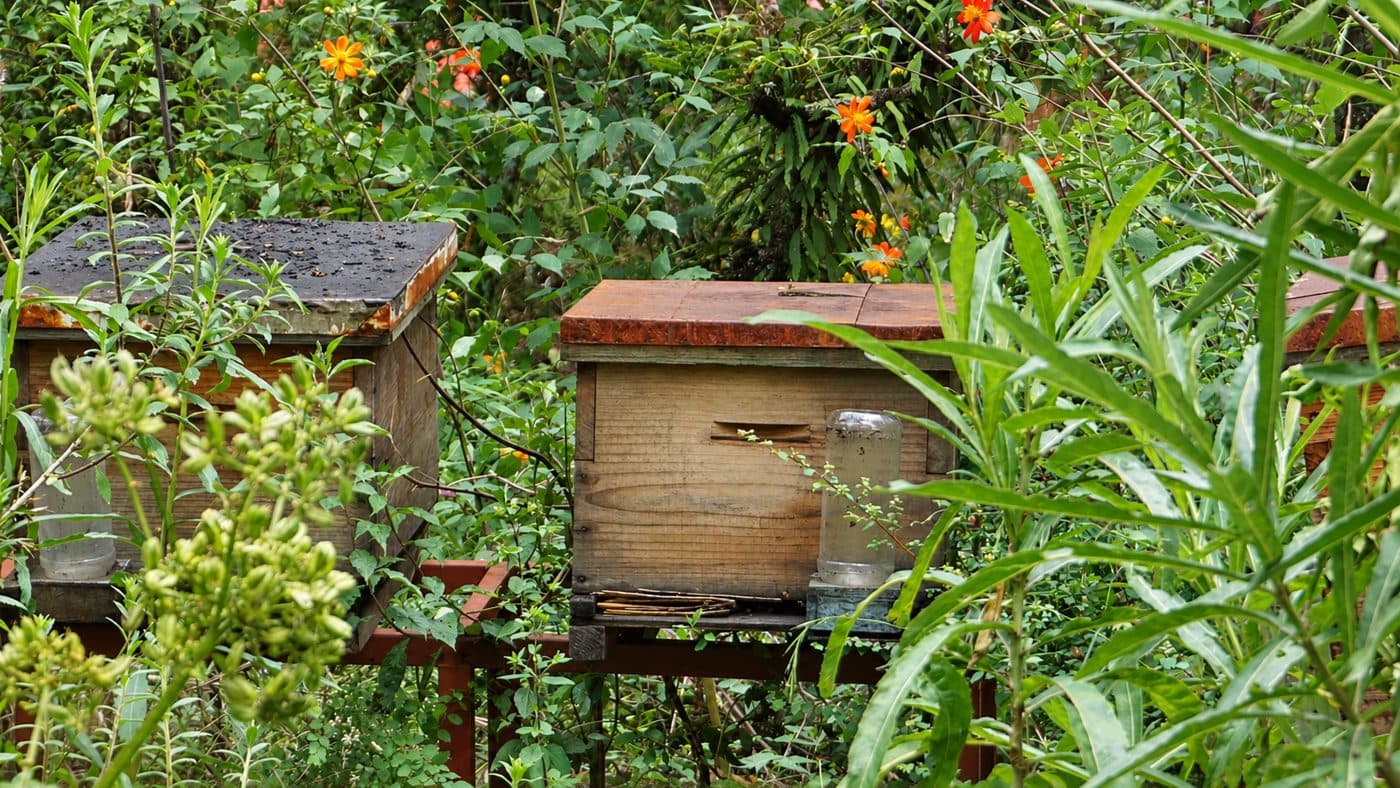 Colmenas de madera entre flores y vegetación del Ajusco